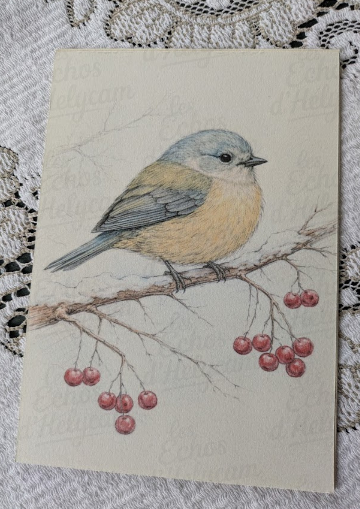 Oiseaux d’hiver – Illustrations A5